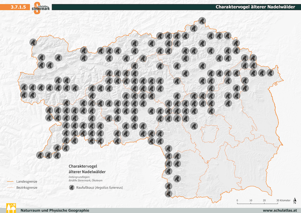 Charaktervogel älterer Nadelwälder